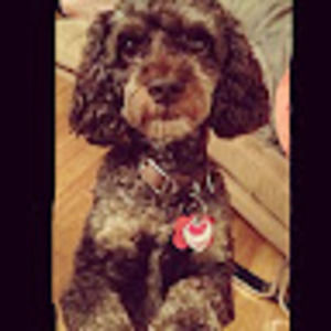 Meet your Posher, Brianna b